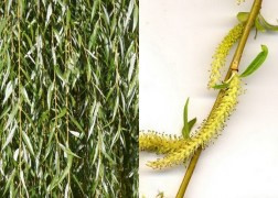 Salix alba Tristis / Szomorúfűz